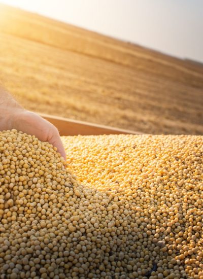 Hands of peasant holding soy beans after harvest Hands of peasant holding soy beans after harvest