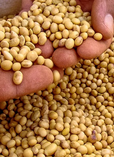 soy-beans soy-beans