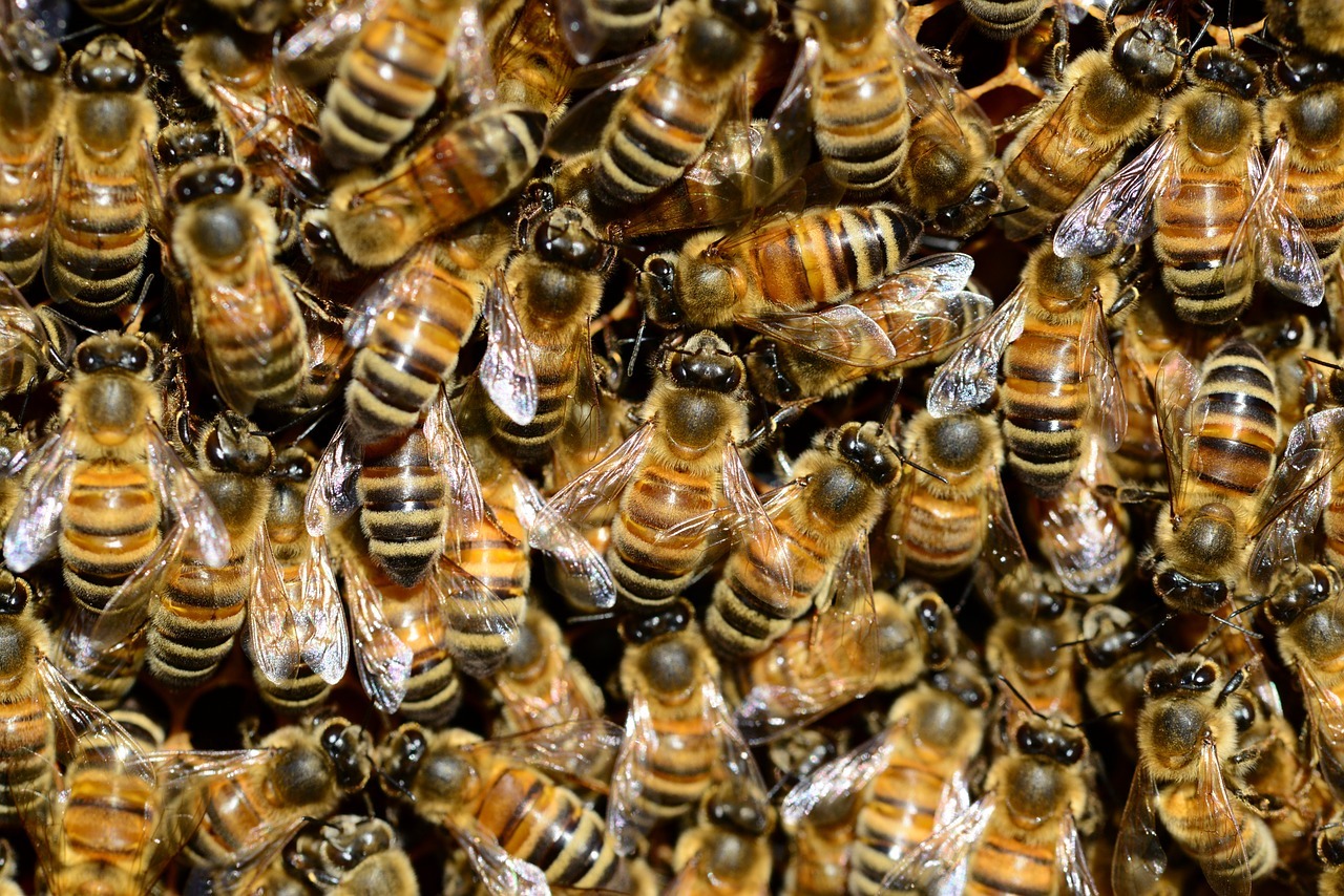 bees-ga52840587_1280