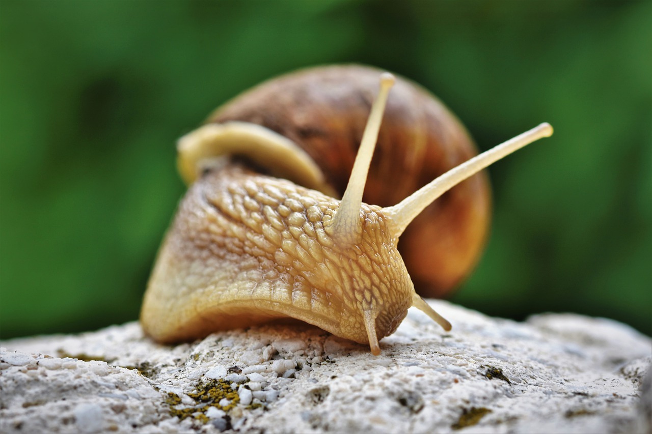 snail-g4d6b531b6_1280